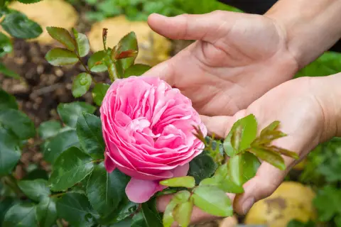 Mains tenant une rose rose épanouie, avec des feuilles vertes et du terreau rosier en arrière-plan.