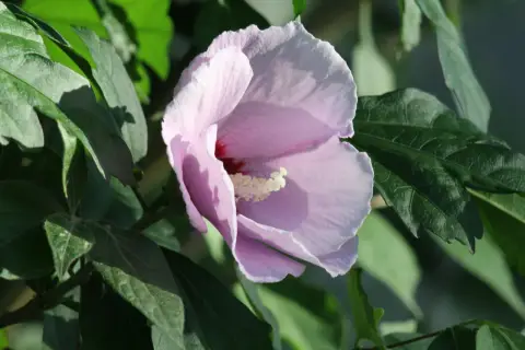 Une fleur de *Hibiscus syriacus* rose pâle s'épanouit parmi des feuilles vertes luxuriantes, baignée par la lumière du soleil.