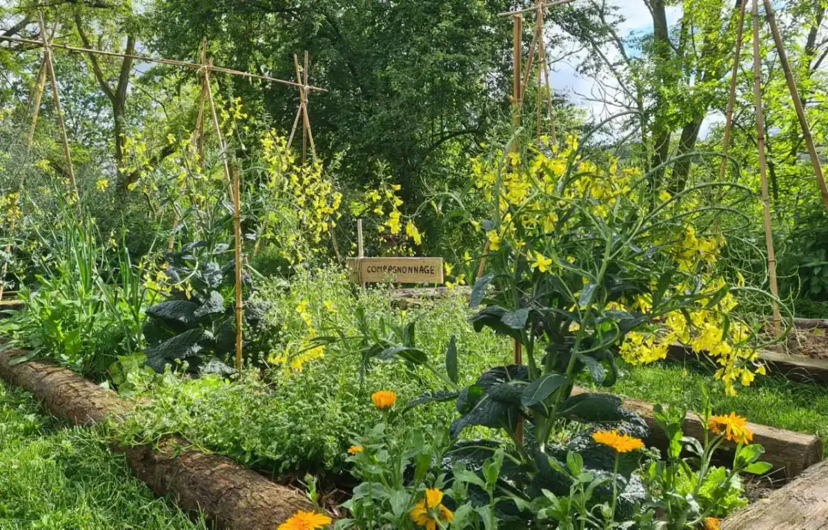 Potager réussi - 6 clés pour un jardin productif et facile