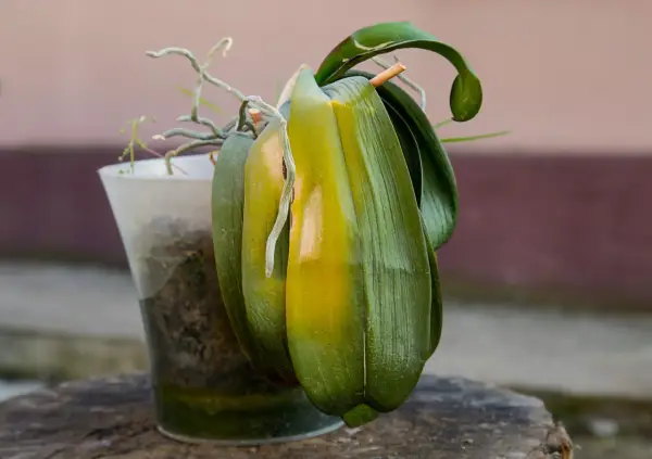 Orchidée fatiguée, feuilles jaunies. Comment faire refleurir une orchidée ? Conseils pour la revitaliser.