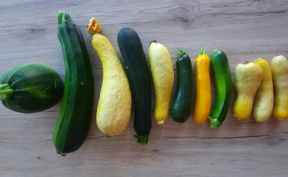 Courgette jaune - Récoltez-la abondamment au potager !